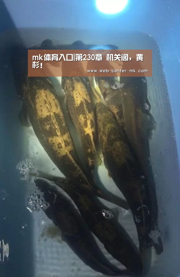 mk体育