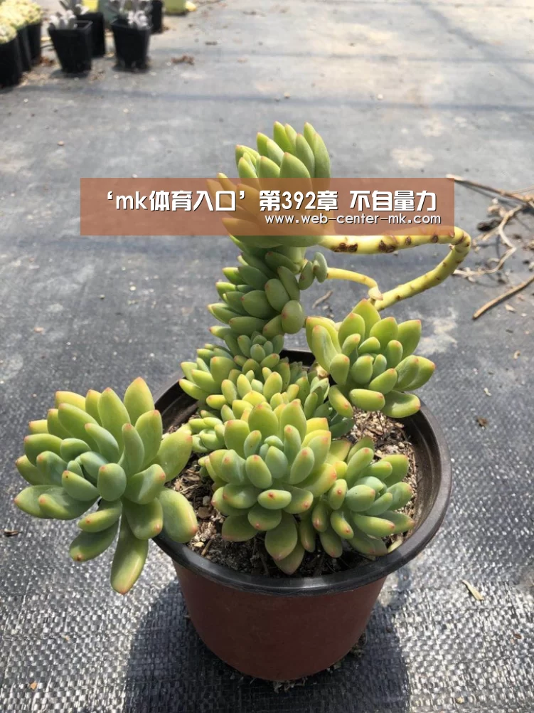 ‘mk体育入口’第392章 不自量力(图1) mk体育入口